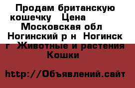 Продам британскую кошечку › Цена ­ 3 000 - Московская обл., Ногинский р-н, Ногинск г. Животные и растения » Кошки   